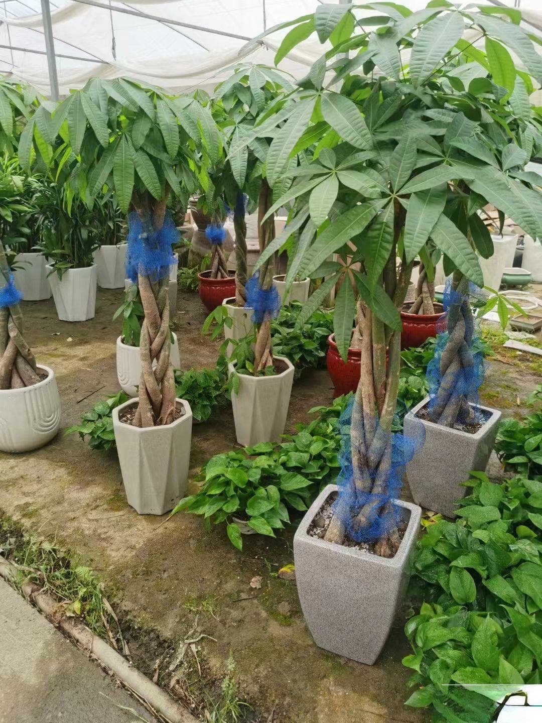 光照需散射，浇水要见干：发财树养殖关键技巧