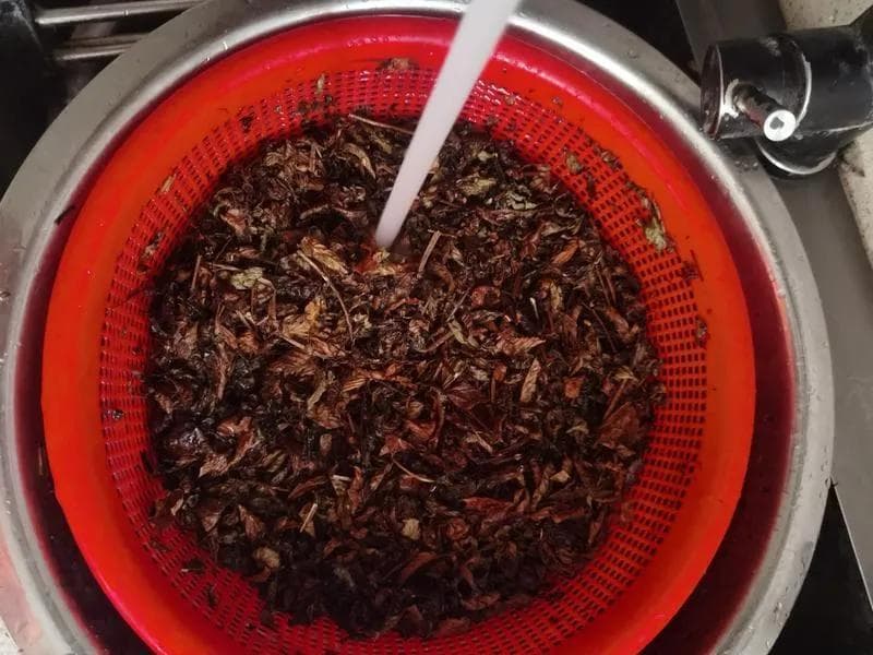 纯手工自制烧仙草（仙草制作）无私经验分享