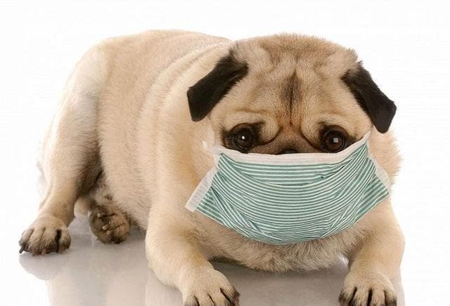 犬传染性呼吸道疾病感染的元凶