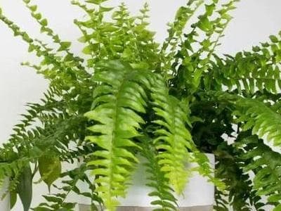 波士顿蕨类植物怎么养（教你波士顿蕨类养护窍门）