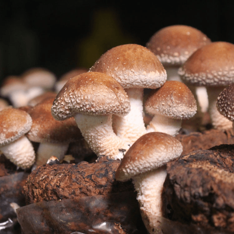 新鲜香菇选购与保存全攻略：从品种到储存技巧一文详解