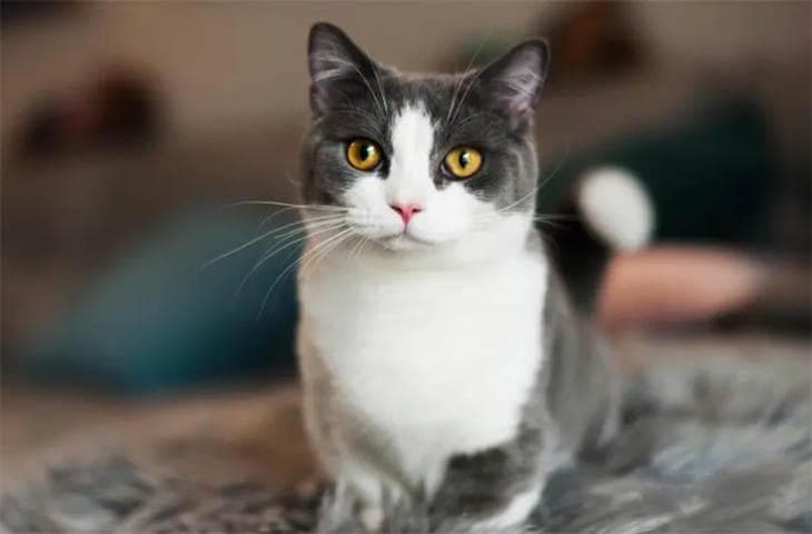 猫咪可以一直关在笼子里养吗