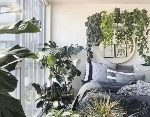 4种花堪称“植物净化器”，养在卧室，助睡眠，让您夜夜好眠