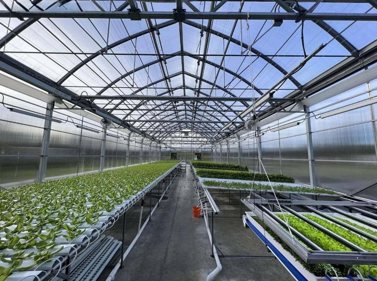 生菜种植营养液膜水培技术要点有哪些