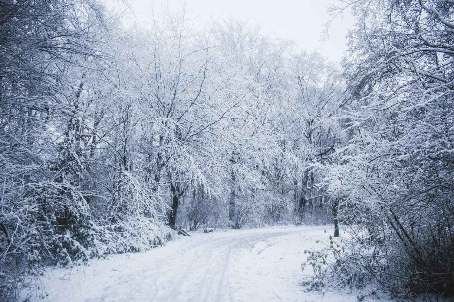 大雪节气：古人如何浪漫过冬？