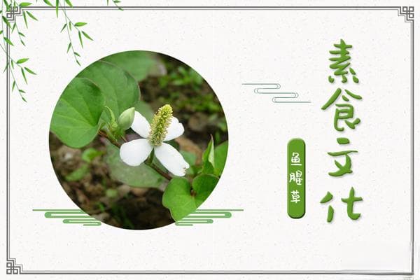 鱼腥草的功效与作用：清热解毒，利尿通淋，消炎