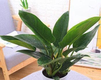金钻的四季浇水技巧（春夏秋冬不同，用水得当，才能保证生长茁壮）