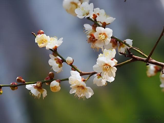 梅花品种全图鉴：南北方开花差异与科学养护指南
