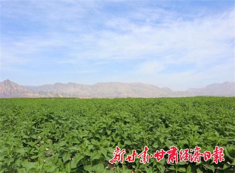 党建引领破难题 千亩荒地变“良田”——临洮县红旗乡高标准农田建设纪实
