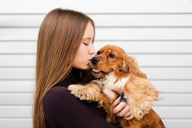 可卡犬掉毛怎么办？全方位护理指南