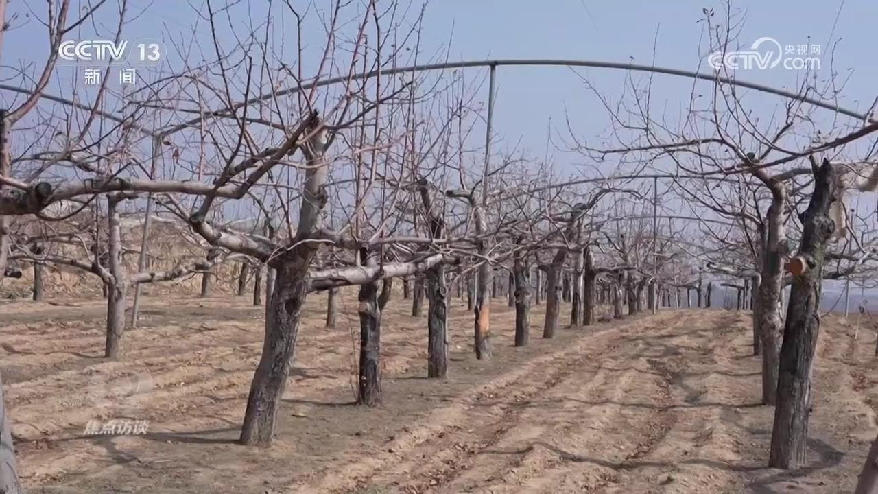 产业兴，百业兴！特色产业托起乡村振兴路