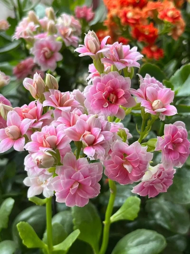 【花卉科普】每天认识一种花—长寿花