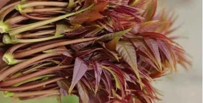 春季野菜之韵：荠菜、蒲公英、香椿芽等四种野菜的营养价值与食用指南