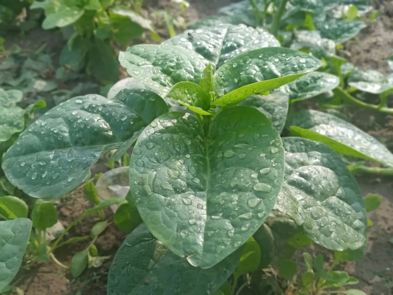 磷酸二氢钾助力农作物丰收的秘密