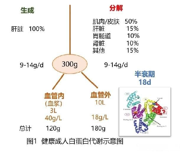 药学科普：人血白蛋白并非营养品，更不是万能补药，安全合理使用最重要！