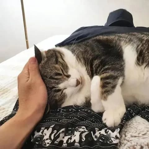 粘人的猫怎么养？