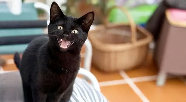 小猫老是晚上叫怎么办？（解决宠物晚上叫的方法与技巧）