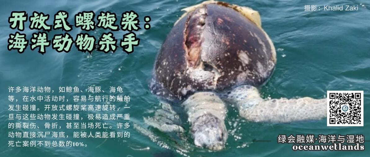 中国绿发会风光电自然保护工作组2024年工作总结