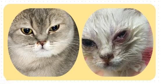 小猫眼睛流脓封眼能自愈吗？我们能做些什么？