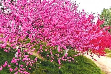 赏梅先识梅 你知道梅花有多少品类吗？