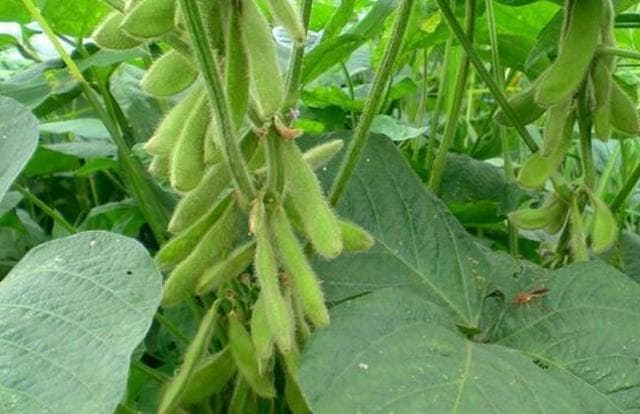 黑豆种植技术全攻略：从选种到田间管理