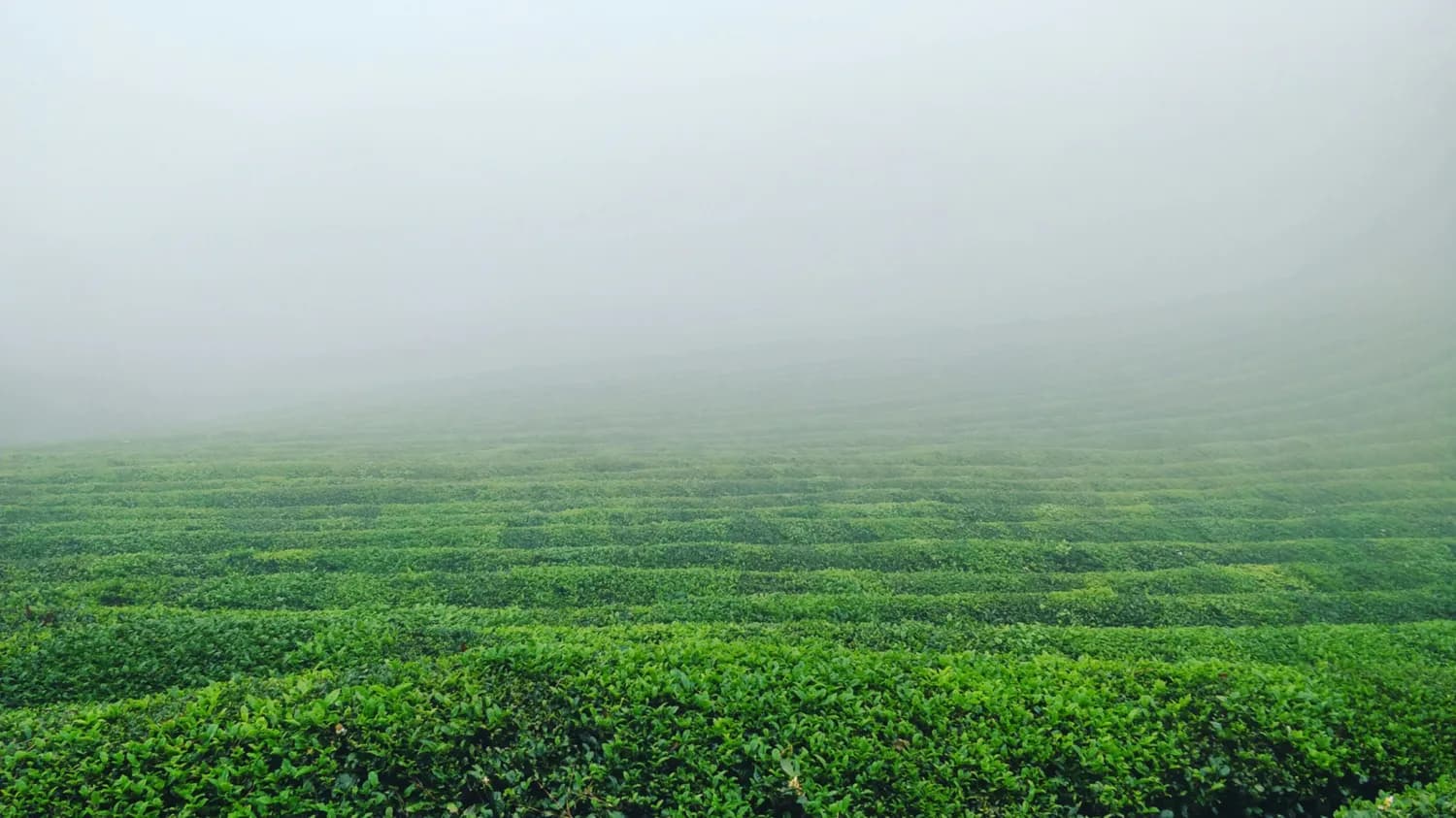 梅家坞&十里琅珰：茶园摄影秘籍