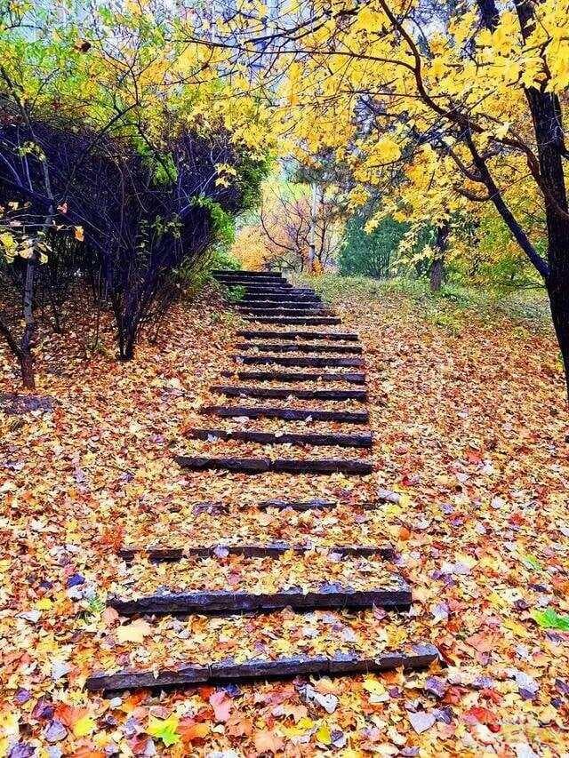 你吃过树叶没有？盘点十种能吃的树叶，味道还挺好