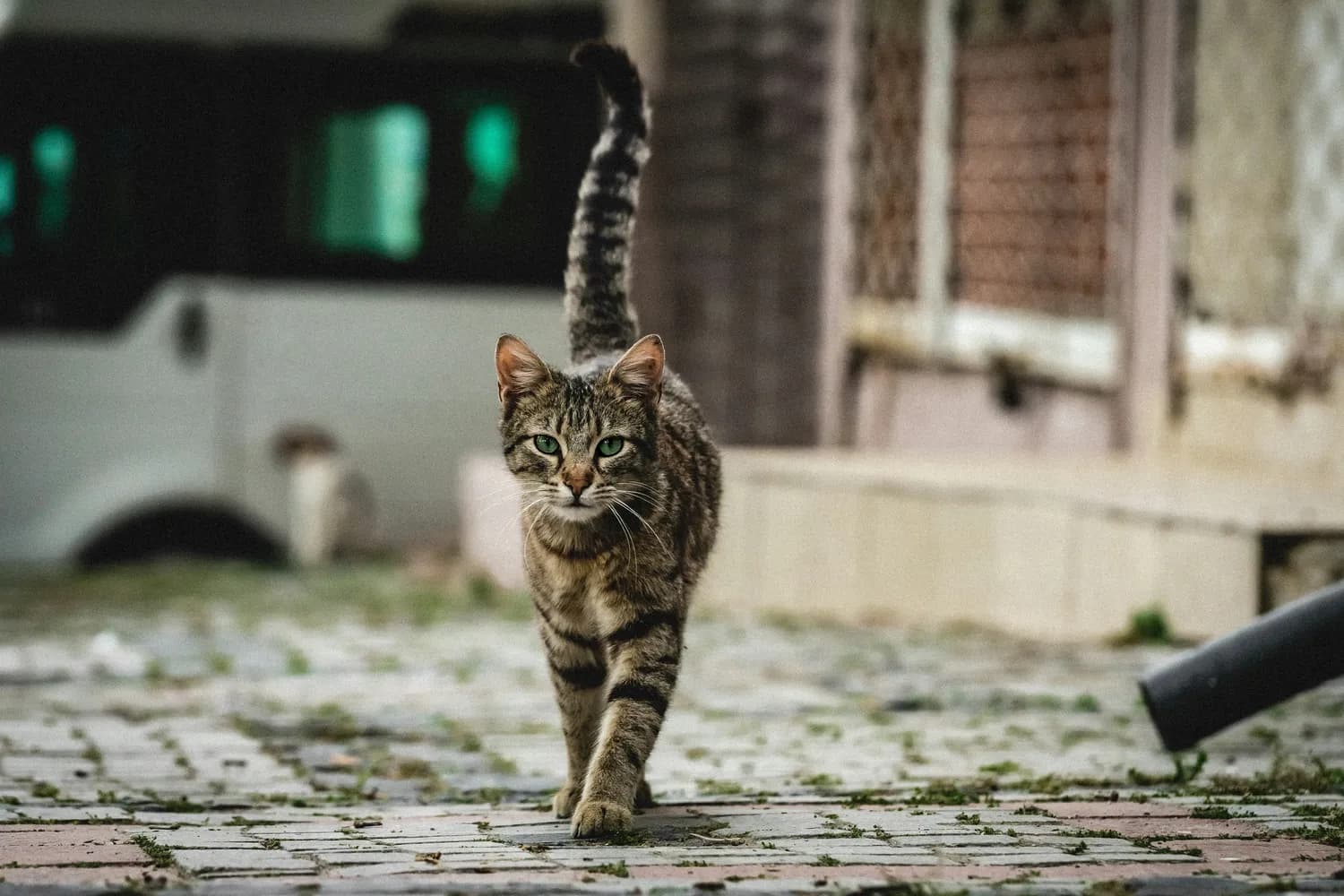 专家提醒：随意喂养流浪猫或致生态失衡，科学管理是关键
