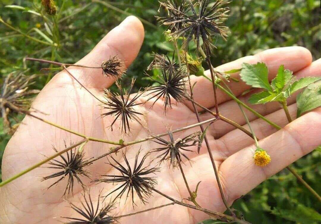 鬼针草：一种被低估的中草药，具有清热解毒、祛风除湿等多重功效