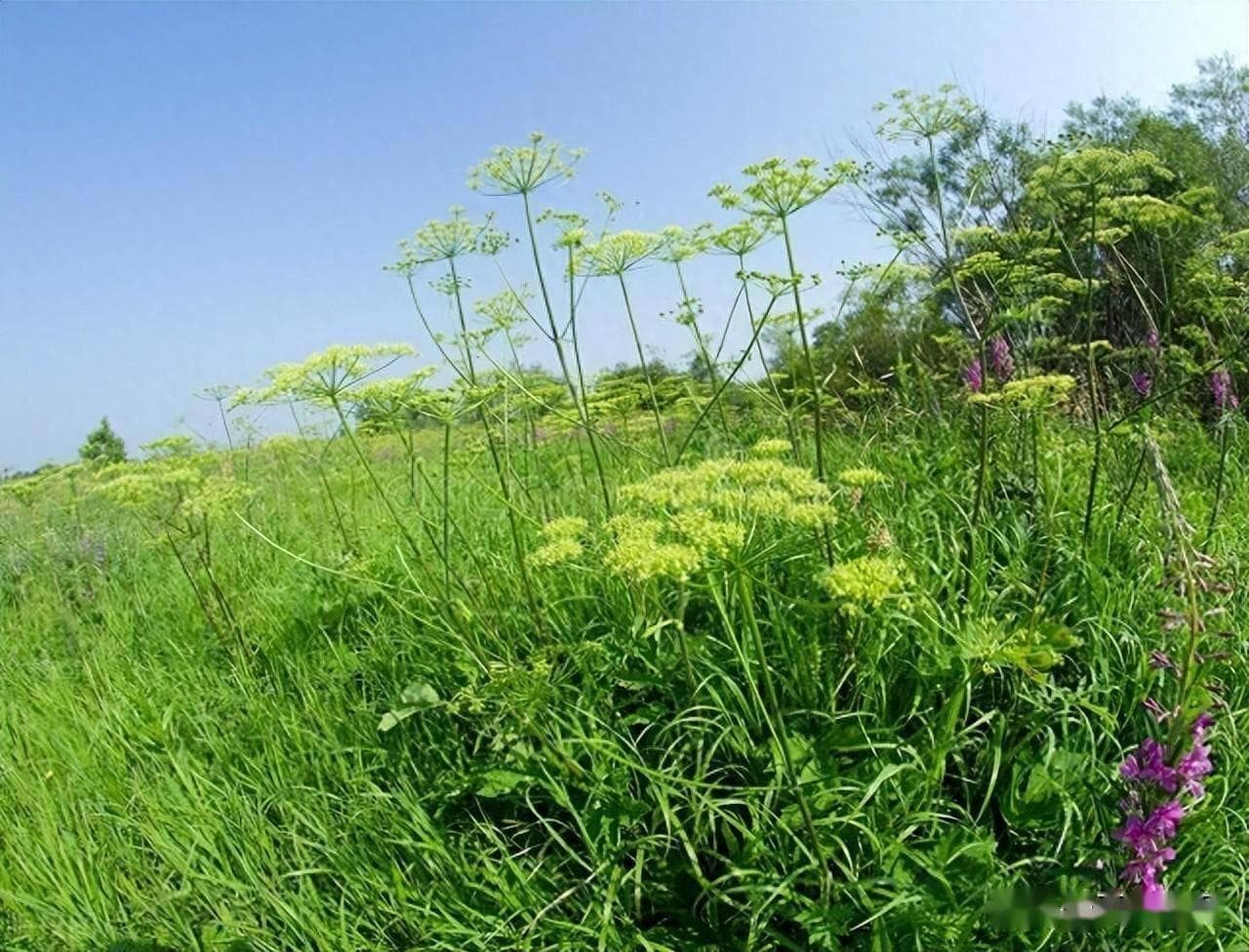 当归优质高产种植指南：气候土壤海拔等条件详解