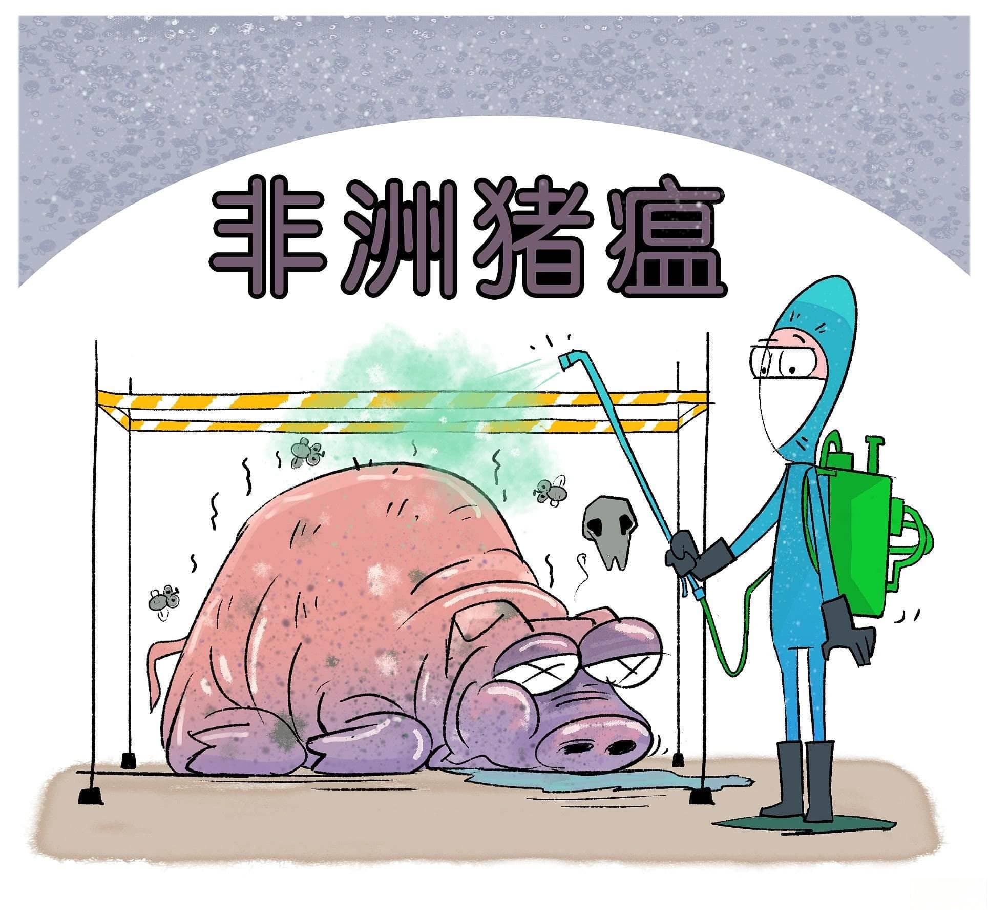 非洲猪瘟对我国养猪业带来的影响及防控关键点
