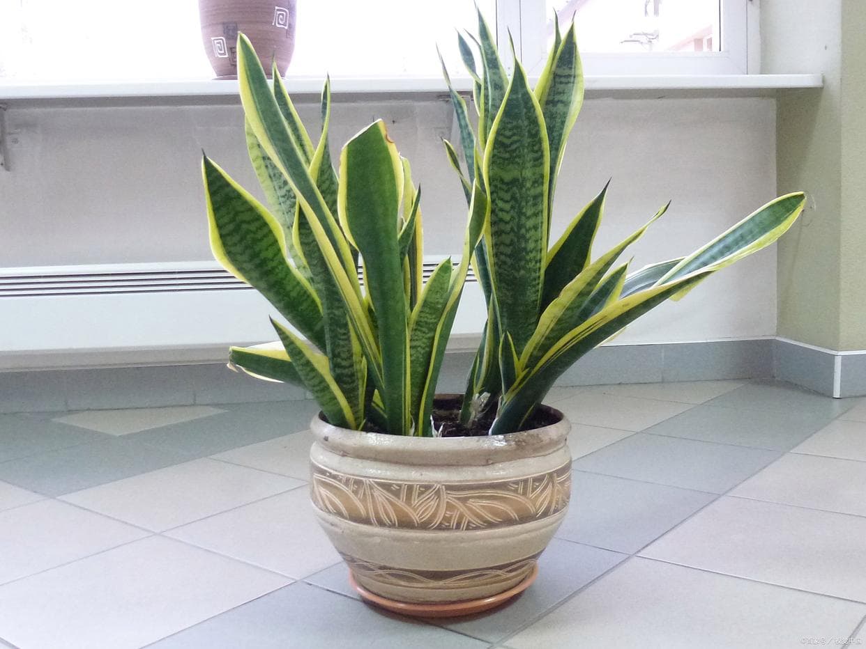 虎皮兰用什么土栽培最好（种植虎皮兰对土壤的要求）