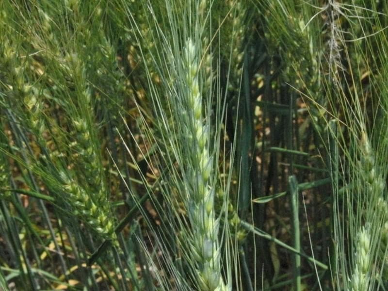 黑小麦种子种植在东北种植效果好吗？6月份可以种植吗？