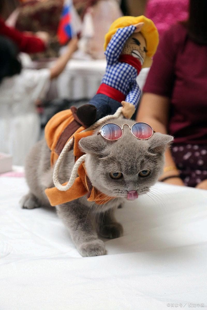 帮猫咪穿衣服到底是好是坏呢？