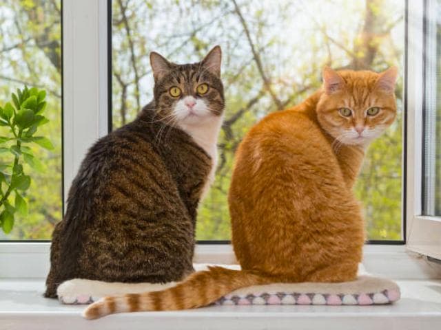 猫的彩虹——按颜色分类的猫类型指南