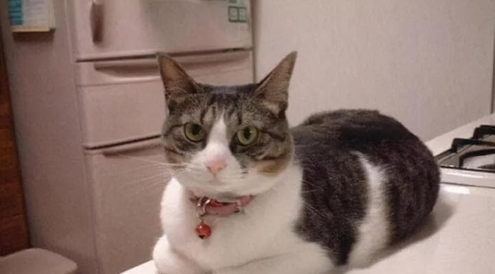 揭秘猫咪的水性功夫：用手扒水的神奇技能