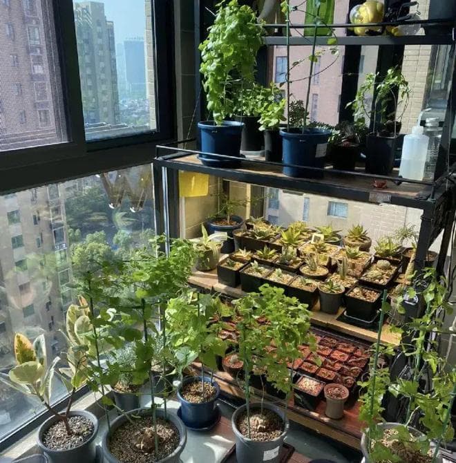养多肉，用补光灯和不用的区别，差别很大，尤其是状态！