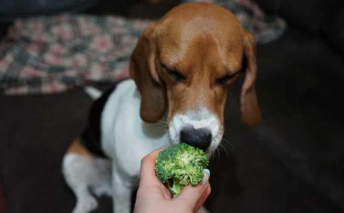 狗狗可以吃西兰花吗？西兰花对狗狗的好处！