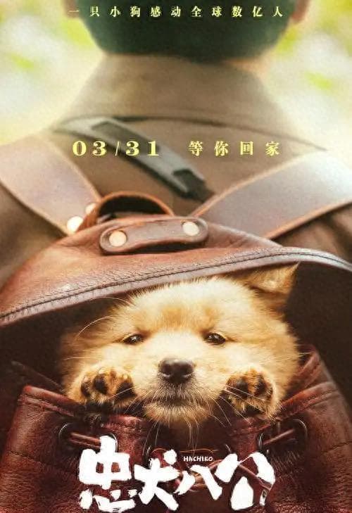 《忠犬八公的故事》：忠诚与守候，揭示爱与责任在生活中的意义