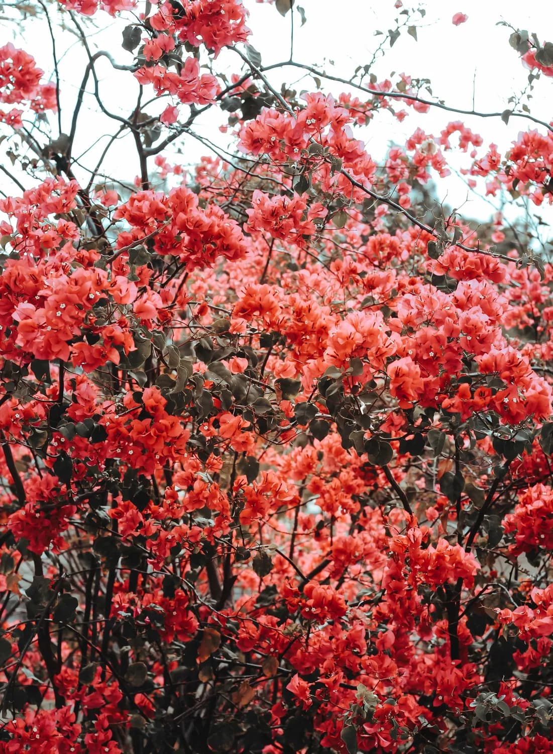4月赣南映山红正盛，八卦脑花乐园赏花全攻略