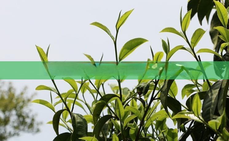 冰岛熟茶的养生功效与健康益处