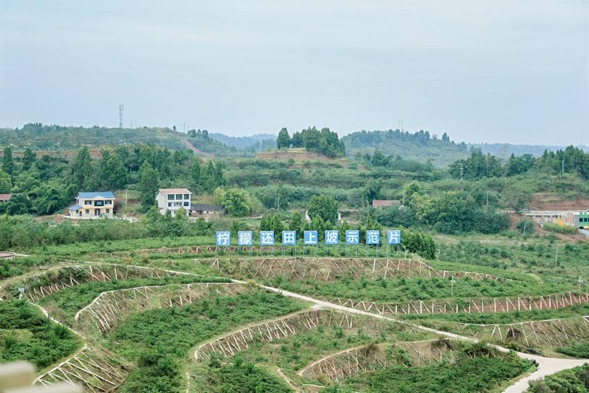 乡村振兴“酸变甜”：柠檬出安岳，走向全世界