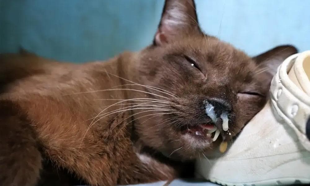 猫咪鼻子有分泌物，还不断打喷嚏？从1个或2个鼻孔有分泌物来判断