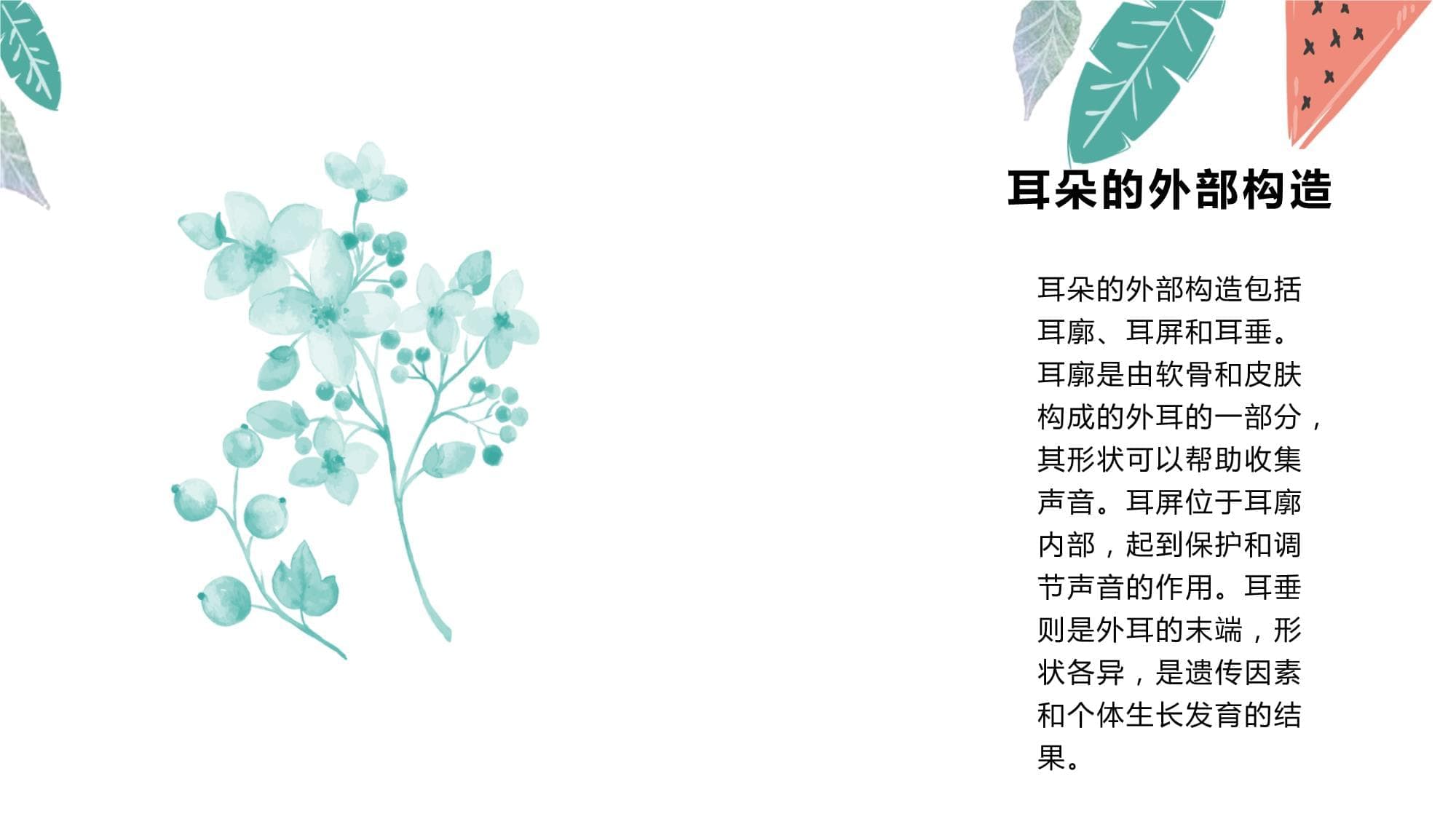 耳朵的结构与功能