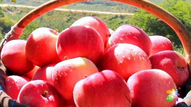 果产业：“甘味”苹果，“红”遍陇原——甘肃苹果产业发展综述