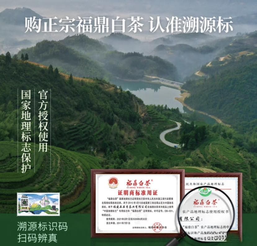 白茶选购攻略：从入门到进阶的全面指南