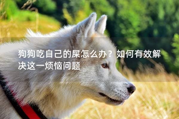 狗狗吃自己的屎怎么办？如何有效解决这一烦恼问题