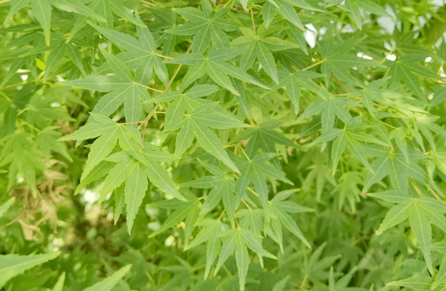 鸡爪槭：一种兼具观赏与药用价值的植物