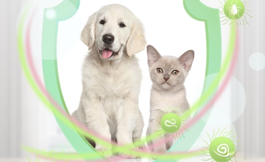 保护你的猫咪：如何进行正确有效的驱虫？