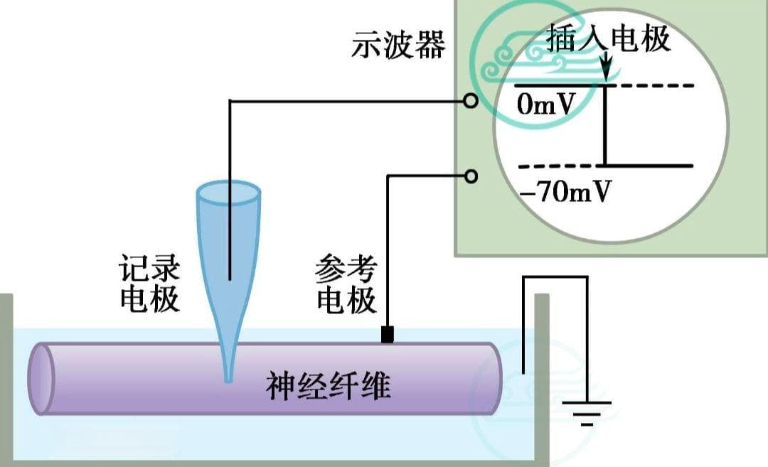 人体解剖生理学——细胞的生物电活动